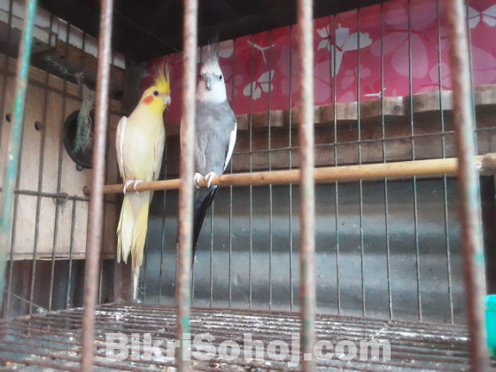Cocatail birds